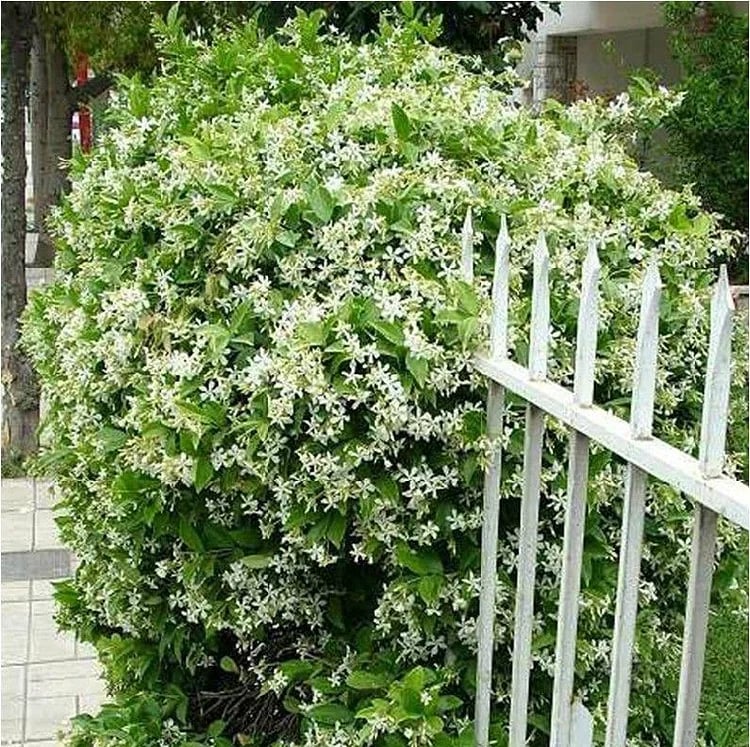 🏆Flash Sale⚡Almost Gone💥🌸 Jasmine Seeds,Best gifts