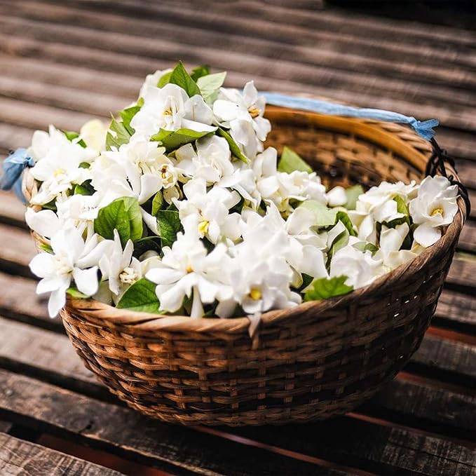 🏆Flash Sale⚡Almost Gone💥🌸 Jasmine Seeds,Best gifts