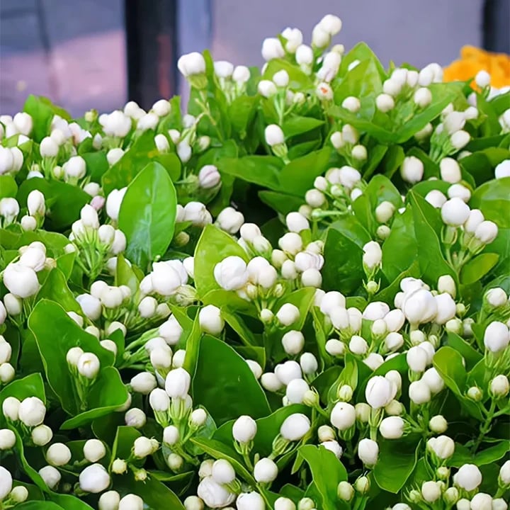 🏆Flash Sale⚡Almost Gone💥🌸 Jasmine Seeds,Best gifts