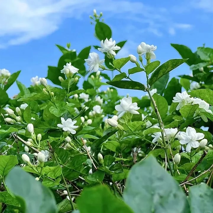 🏆Flash Sale⚡Almost Gone💥🌸 Jasmine Seeds,Best gifts