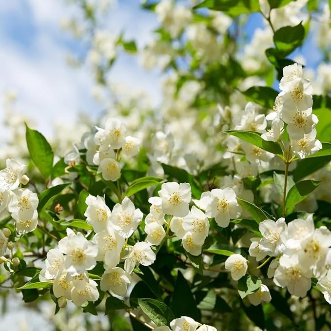 🏆Flash Sale⚡Almost Gone💥🌸 Jasmine Seeds,Best gifts