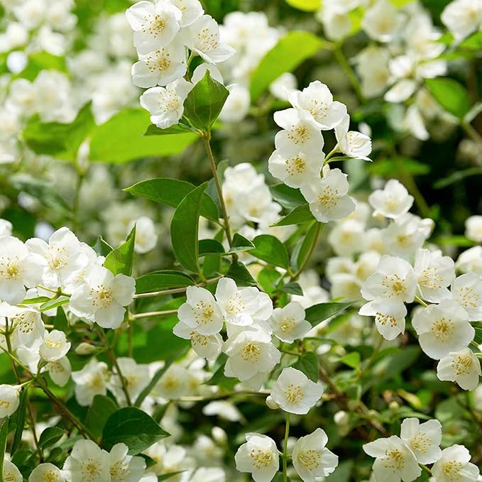 🏆Flash Sale⚡Almost Gone💥🌸 Jasmine Seeds,Best gifts