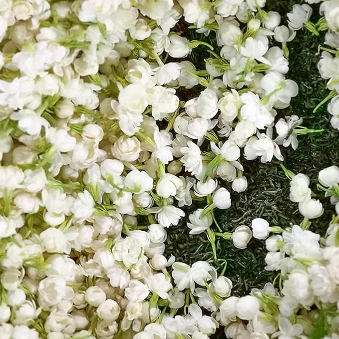 🏆Flash Sale⚡Almost Gone💥🌸 Jasmine Seeds,Best gifts