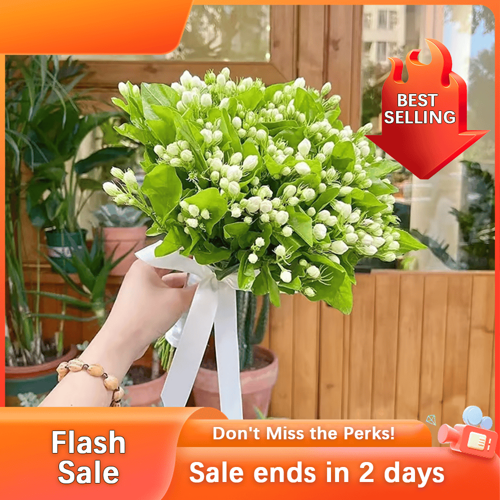 🏆Flash Sale⚡Almost Gone💥🌸 Jasmine Seeds,Best gifts