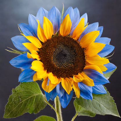 Midnight Blaze Sunflower Seeds