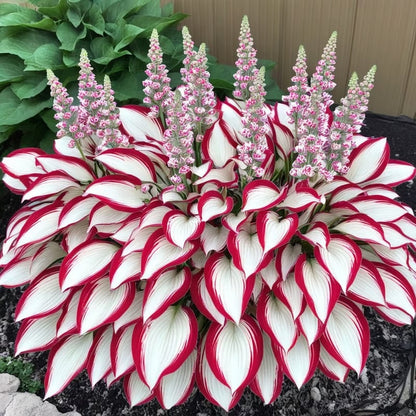 🌌Hosta Seeds Perennial Shade Plant for Garden