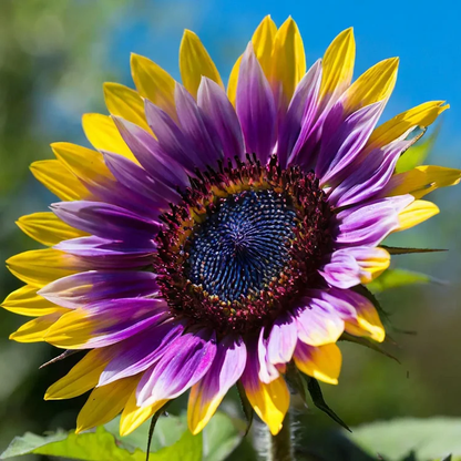 Midnight Blaze Sunflower Seeds