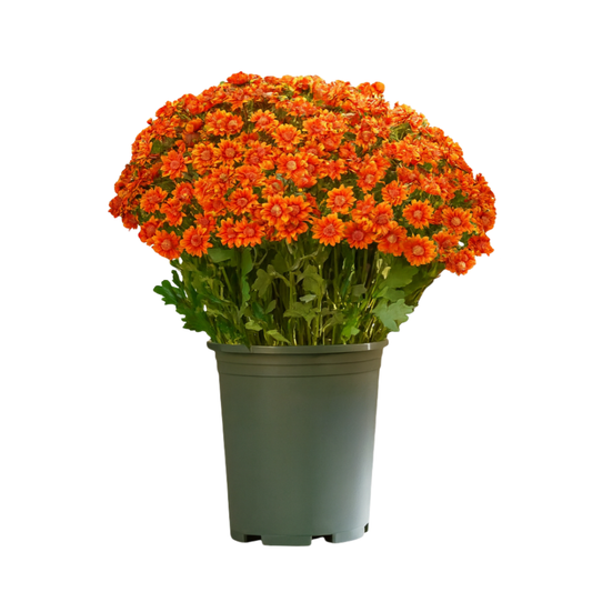 💥ON SALE💥- Artificial Outdoor Sunset Mums Flowers - UV resistant, Waterproof, Windproof