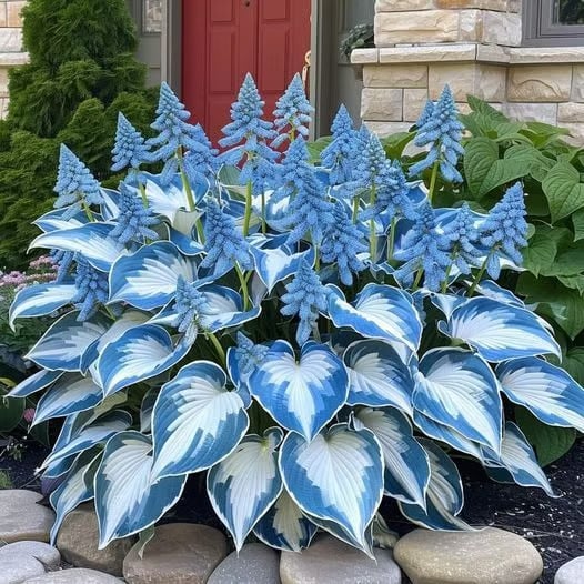 🌌Hosta Seeds Perennial Shade Plant for Garden