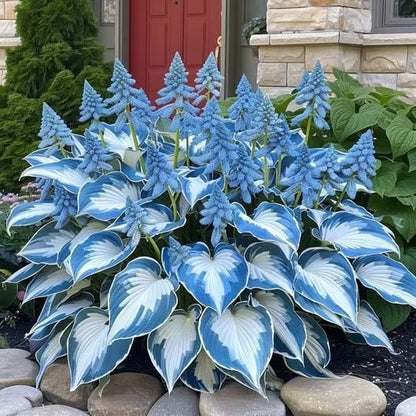 🌌Hosta Seeds Perennial Shade Plant for Garden