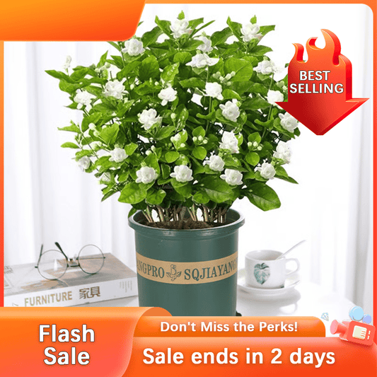 🏆Flash Sale⚡Almost Gone💥🌸 Jasmine Seeds,Best gifts