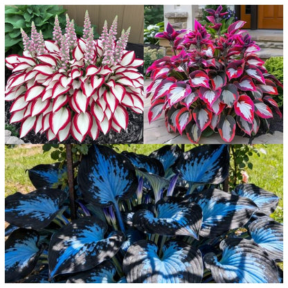 🌌Hosta Seeds Perennial Shade Plant for Garden