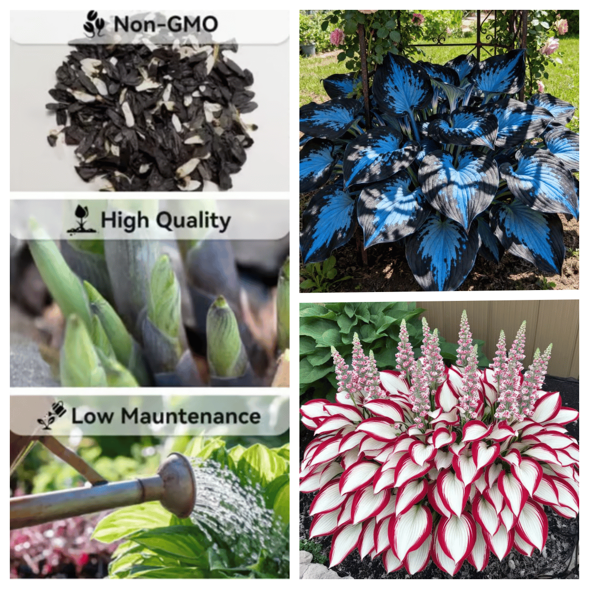 🌌Hosta Seeds Perennial Shade Plant for Garden