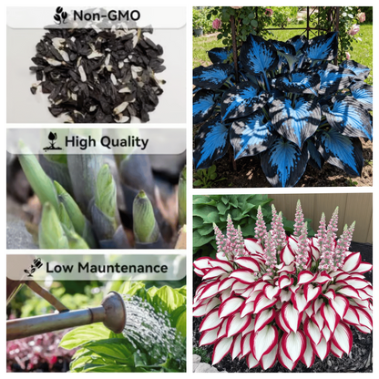🌌Hosta Seeds Perennial Shade Plant for Garden