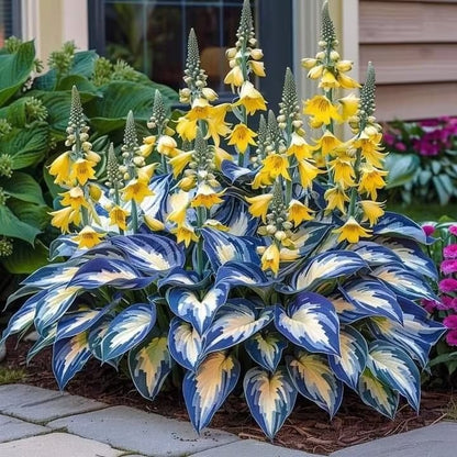 🌌Hosta Seeds Perennial Shade Plant for Garden