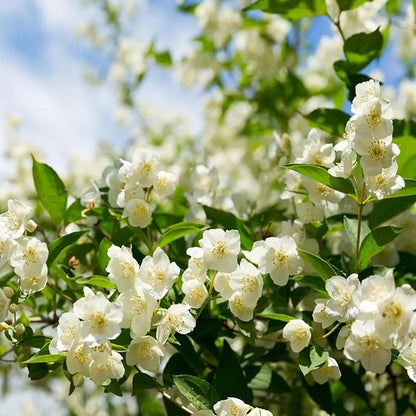 🏆Flash Sale⚡Almost Gone💥🌸 Jasmine Seeds,Best gifts