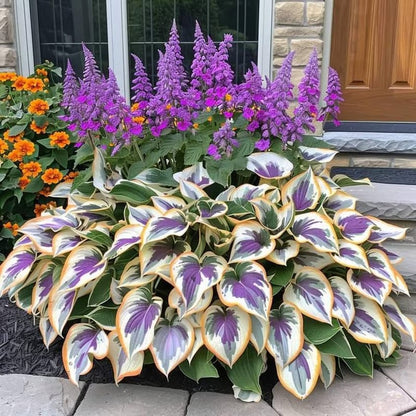 🌌Hosta Seeds Perennial Shade Plant for Garden