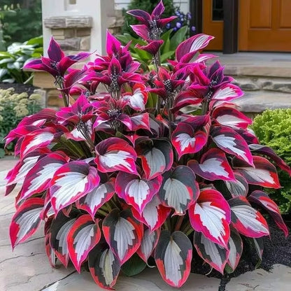 🌌Hosta Seeds Perennial Shade Plant for Garden